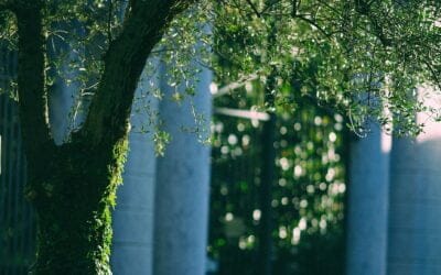 “THE NATURE OF THE KINGDOM” Part I